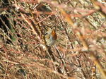 SX12312 Robin in thorny bushes.jpg